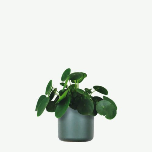 plants-ecommerce-product-featured-img-11